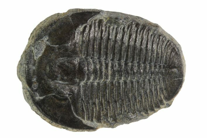 Elrathia Trilobite Fossil - Utah #97017